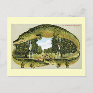 Alligator Border Picking Oranges, Florida Vintage Postcard
