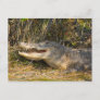Alligator, Canaveral National Seashore, Florida Postcard