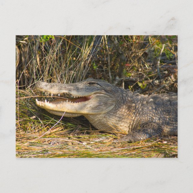 Alligator, Canaveral National Seashore, Florida Postcard (Front)