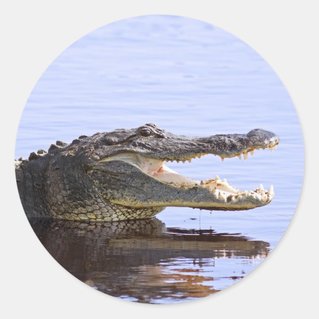 Alligator Classic Round Sticker (Front)