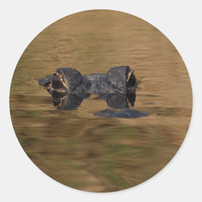 alligator classic round sticker (Front)