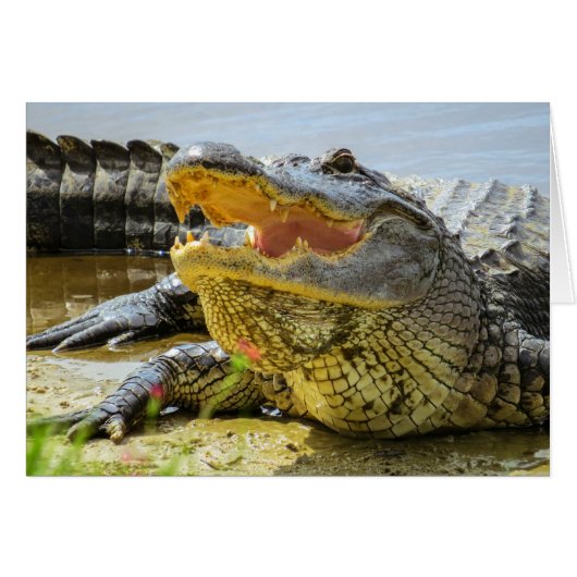 Alligator. Face to face Cards (Front Horizontal)