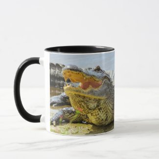 Alligator. Face to face.