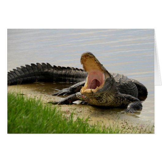 Alligator Face to face with you Cards (Front Horizontal)