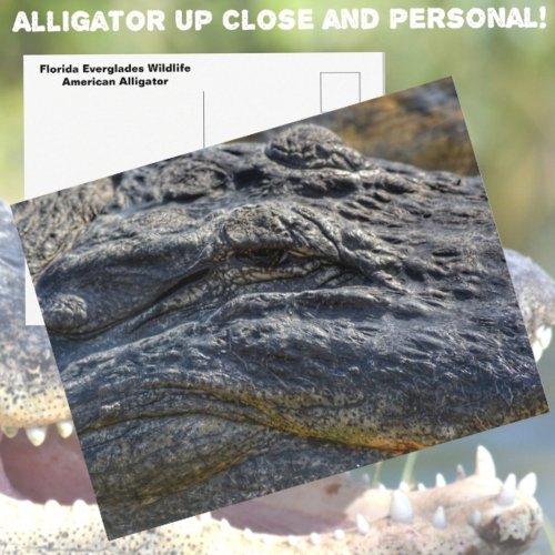Alligator Florida Everglades Closeup Photographic Postcard