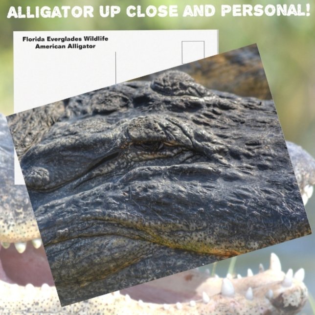 Alligator Florida Everglades Closeup Photographic Postcard (Creator Uploaded)