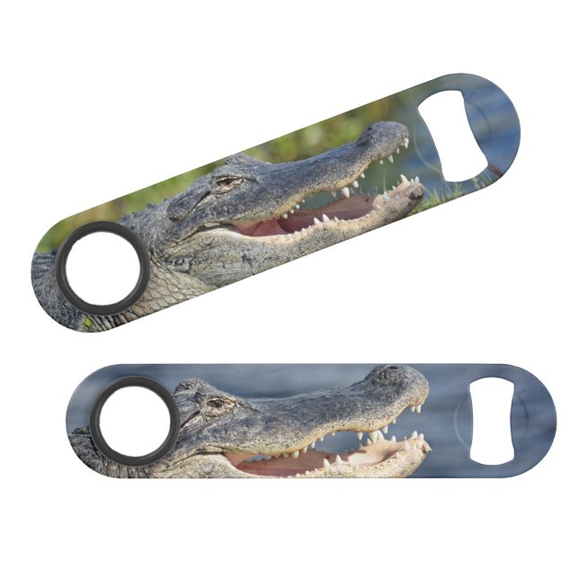 Alligator Florida Everglades Wildlife Fun Photo Bar Key (Creator Uploaded)