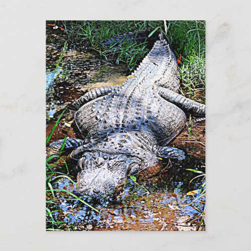 Alligator Florida Louisiana and Mississippi Postcard