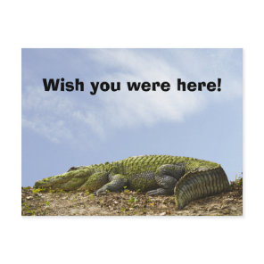 Alligator Florida Sun Photo 'Wish You Were Here' Postcard