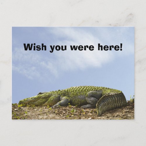 Alligator Florida Sun Photo Wish You Were Here Postcard