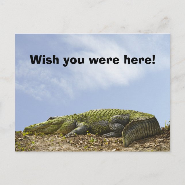 Alligator Florida Sun Photo 'Wish You Were Here' Postcard (Front)