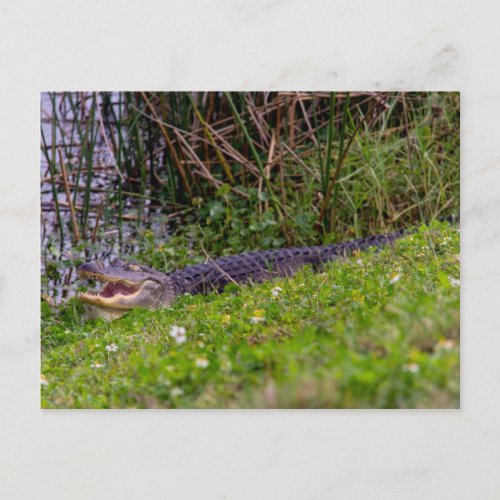 Alligator Florida Wetlands Photograph Postcard