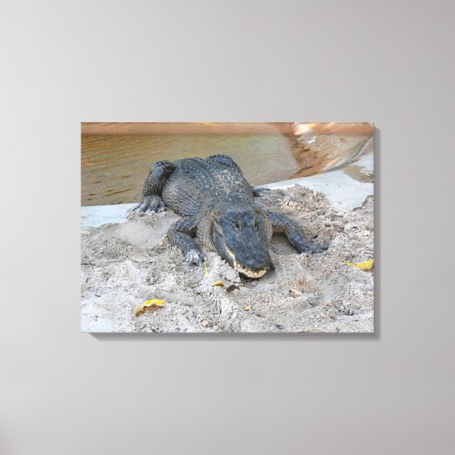 Alligator, Fort Lauderdale, Florida Canvas Print (Front)