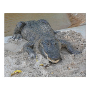 Alligator, Fort Lauderdale, Florida Faux Canvas Print