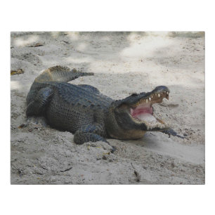 Alligator, Fort Lauderdale, Florida Faux Canvas Print
