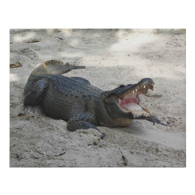 Alligator, Fort Lauderdale, Florida Faux Canvas Print (Front)