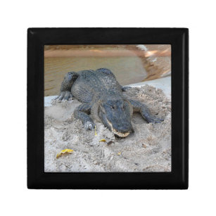 Alligator, Fort Lauderdale, Florida Gift Box
