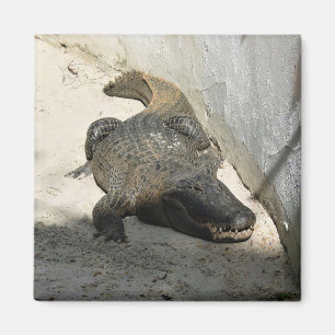 Alligator, Fort Lauderdale, Florida Magnet