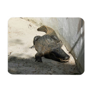 Alligator, Fort Lauderdale, Florida Magnet