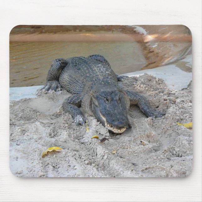 Alligator, Fort Lauderdale, Florida Mouse Pad (Front)