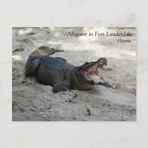 Alligator Fort Lauderdale Florida Postcard