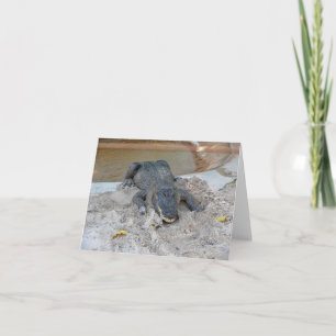 Alligator, Fort Lauderdale, Florida Thank You Card