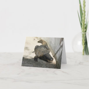 Alligator, Fort Lauderdale, Florida Thank You Card