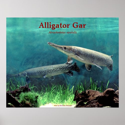 Alligator gar のポスター poster