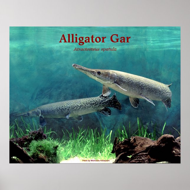 Alligator gar のポスター poster (Front)
