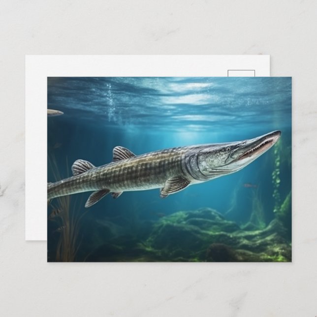Alligator gar fish swimming Fish  Postcard (Front/Back)