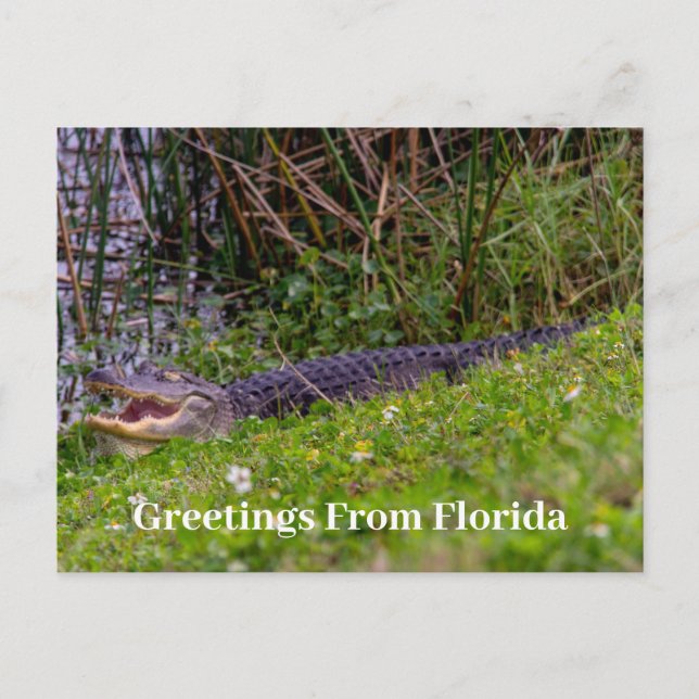 Alligator Greetings from Florida Personalize Postcard (Front)