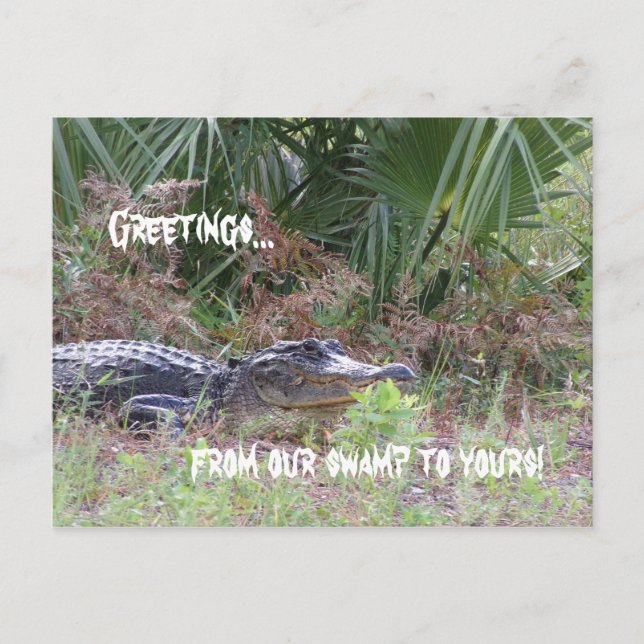 Alligator Greetings Postcard (Front)