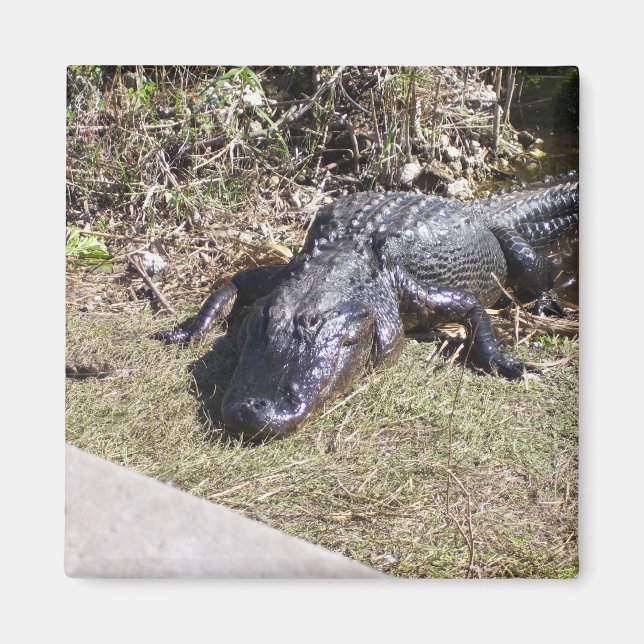 Alligator Hanging Out At The Everglades Magnet (Front)