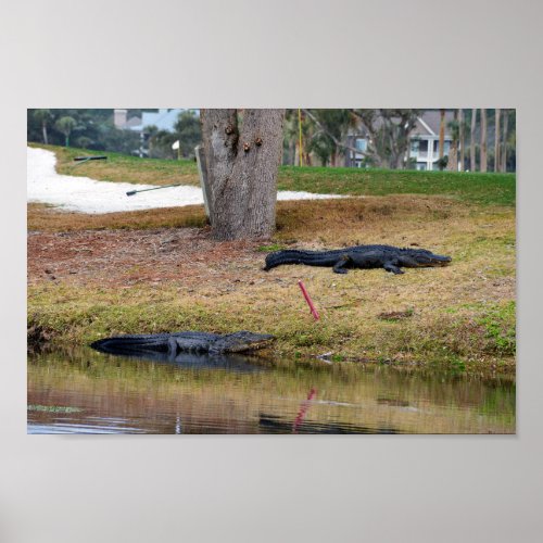 Alligator Hazard on Golf Course Poster