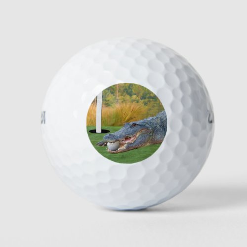 Alligator Hazardous Lie on Golf Course Golf Balls