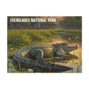 Alligator in Everglades National Park Postcard