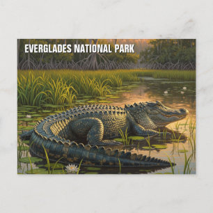 Alligator in Everglades National Park Postcard