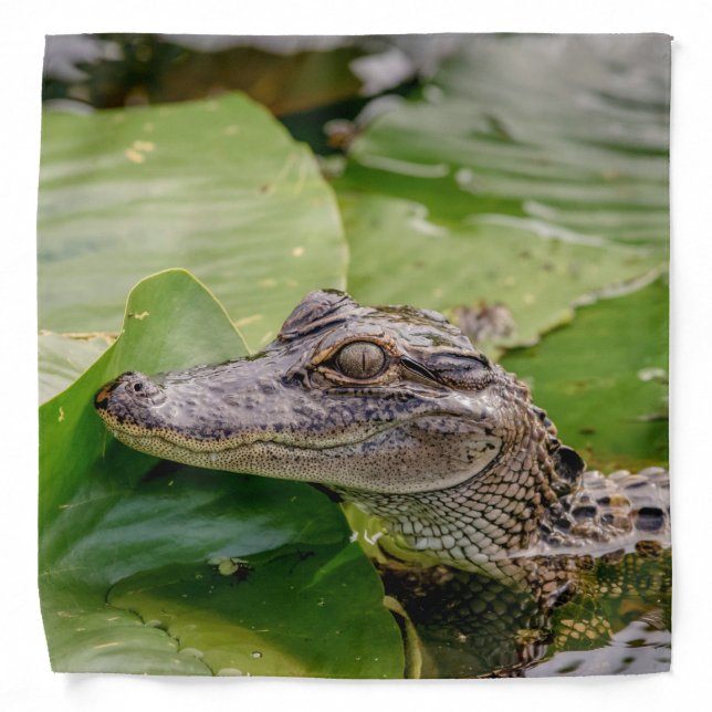 Alligator in Florida Bandana (Front)