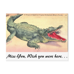 Alligator in Florida Postcard