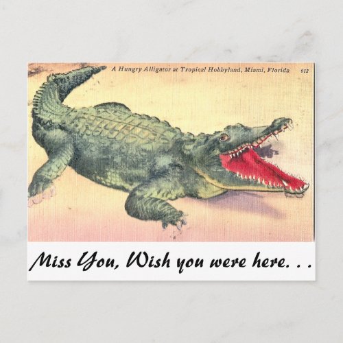 Alligator in Florida Postcard