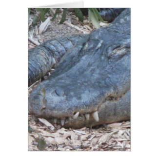 Alligator in its Natural Habitat Cards
