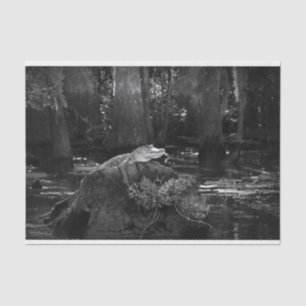 Alligator in Swamp Black and White Tissue Paper