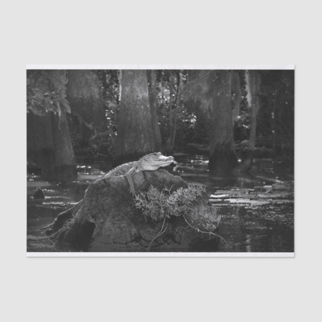 Alligator in Swamp | Black and White Tissue Paper (Front)