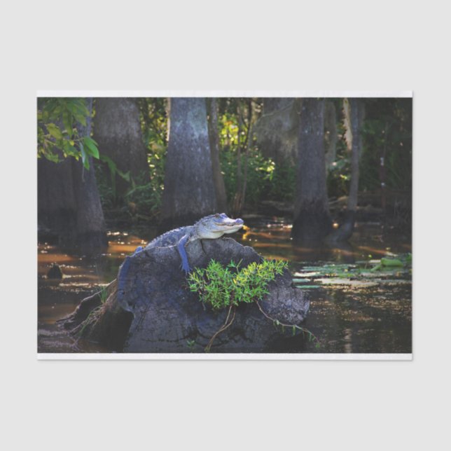 Alligator in Swamp Tissue Paper (Front)