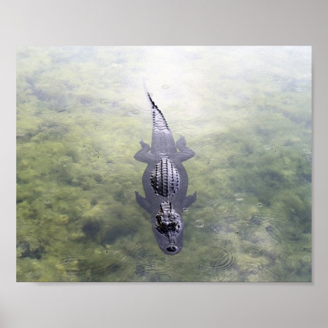Alligator in The Blue Hole, Big Pine Key, Florida Poster (Front)