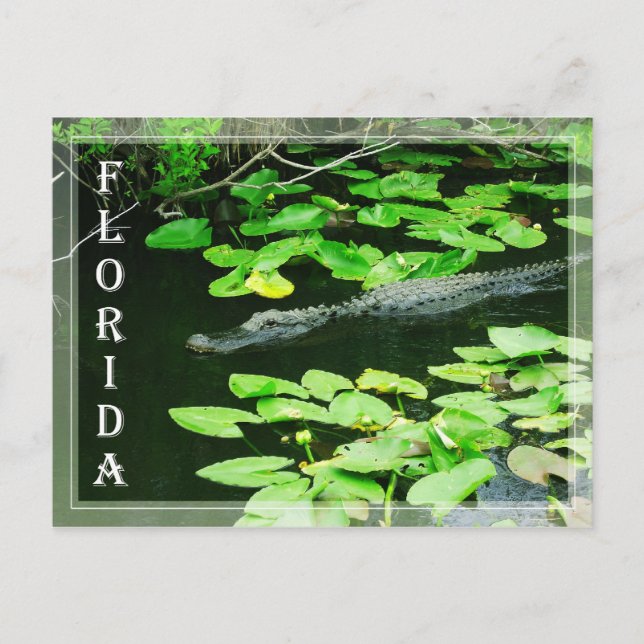 Alligator in The Everglades National Park, Florida Postcard (Front)