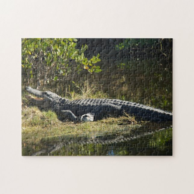 Alligator in the Sun Florida Jigsaw Puzzle (Horizontal)