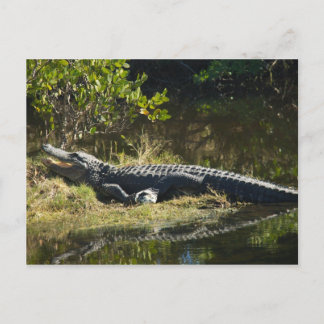 Alligator in the Sun Postcard