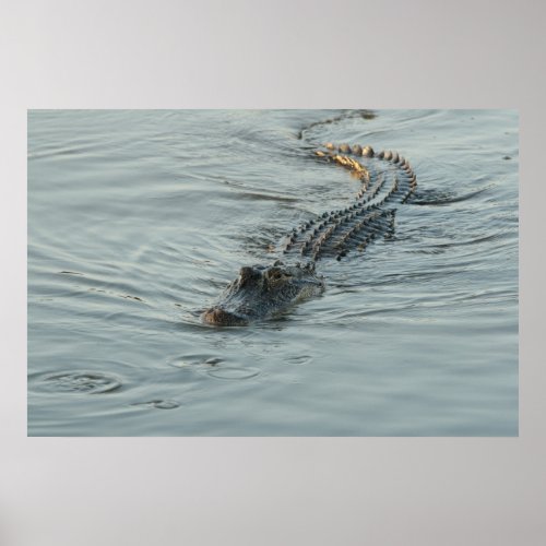 Alligator in the Water Poster