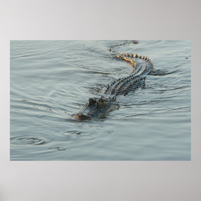 Alligator in the Water Poster (Front)